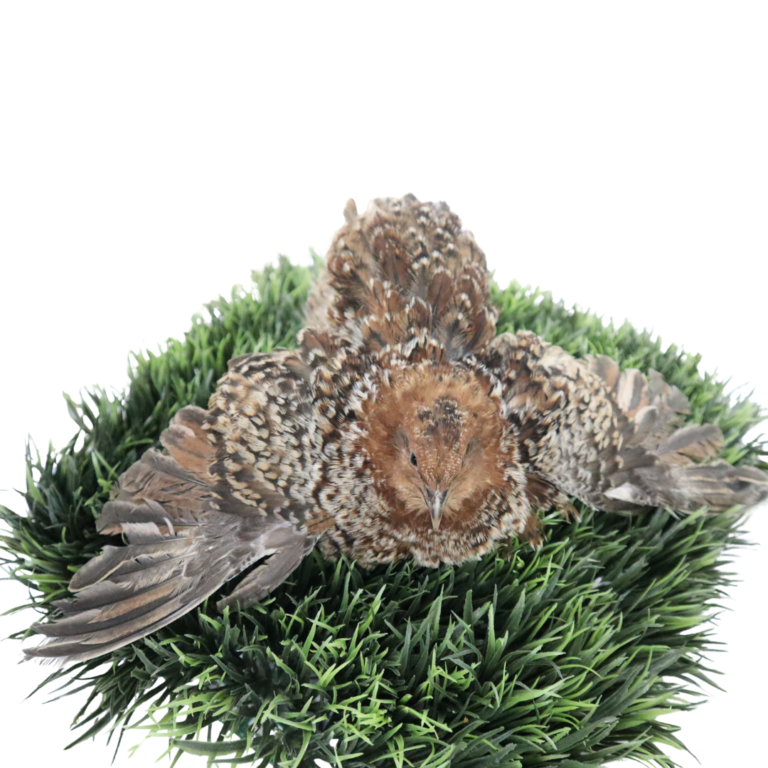 German Chocolate Pansy Quail Hatching Eggs – Fertile Coturnix Eggs for Incubation