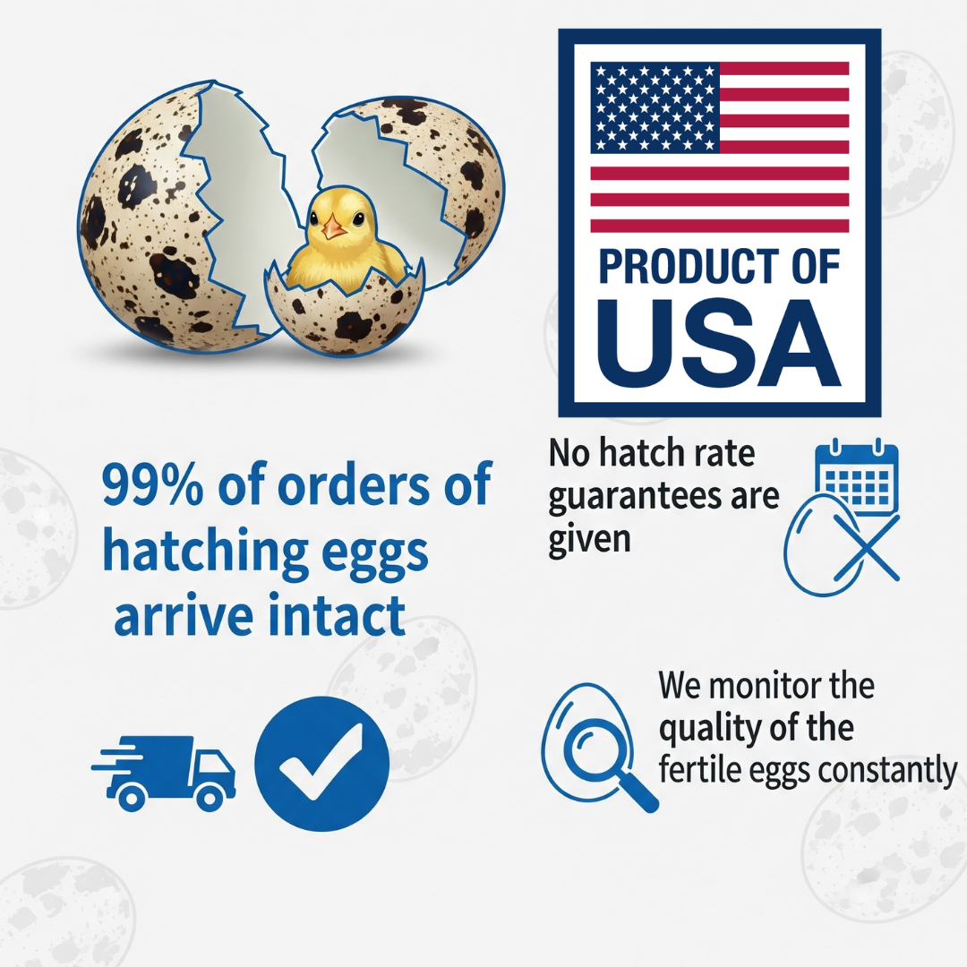 German Chocolate Pansy Quail Hatching Eggs – Fertile Coturnix Eggs for Incubation